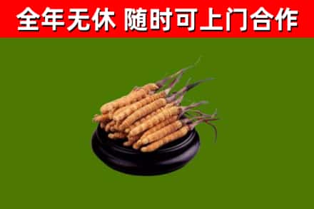 静海区烟酒回收冬虫夏草.jpg