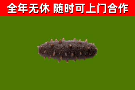 静海区烟酒回收干海参.jpg